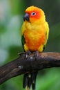 Sun Conures Royalty Free Stock Photo