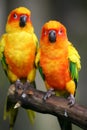 Sun Conures Royalty Free Stock Photo