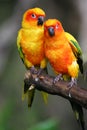 Sun Conures Royalty Free Stock Photo