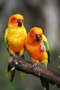 Sun Conures Royalty Free Stock Photo