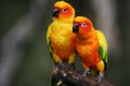 Sun Conures Royalty Free Stock Photo