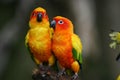 Sun Conures Royalty Free Stock Photo