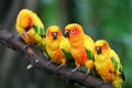 Sun Conures Royalty Free Stock Photo