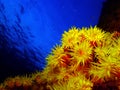 Sun coral Royalty Free Stock Photo