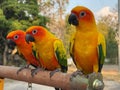 Sun Cornua parrot perched on a branch Royalty Free Stock Photo