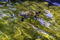 Sun creating different colors and swirls of light on the pool with a box turtle swimming in it Royalty Free Stock Photo
