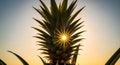 Pineapple Crown at Sunrise Sunset Royalty Free Stock Photo