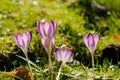 Sun crocuses