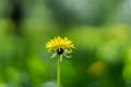 Sun dandelion blure background