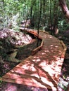 Sun-dappled curved forest boardwalk