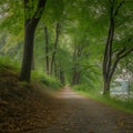 Sun dappled forest path winding through lush green trees beside a calm lake vactor winding path Royalty Free Stock Photo