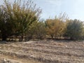 In a sun-dappled orchard in Northern Pakistan, farmer and orchardist Royalty Free Stock Photo