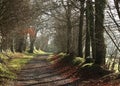 Sun dappled path