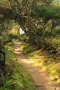 Sun-dappled path through the New Zealand forest