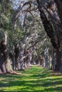 Sun Dappled Path Through Oak Trees