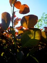 Sun Dappled Red Leaves 3 Royalty Free Stock Photo