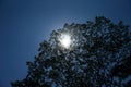 The sun in the day with a single tree silhouette. Royalty Free Stock Photo