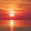 Sun in deep red and orange clouds over sea horizon reflecting in water with seagull flying by Royalty Free Stock Photo