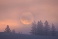 Sun Disc Against Larches In Snow. Winter Sunrise Over Altai Mountains. Foggy Frosty Morning In The Kurai Steppe, Western Siberia,