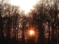 Sun down in the woods Royalty Free Stock Photo