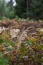 sun-drenched autumn fern leaves. Dry fern leaves