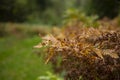 sun-drenched autumn fern leaves. Dry fern leaves