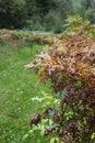 sun-drenched autumn fern leaves. Dry fern leaves