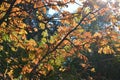 Sun-drenched autumn rowan branches with yellow shining leaves and bunches of red berries. Magical horizontal photography.