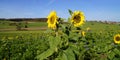 sun-drenched Bavarian countryside with scenic sunflower fields against blue sky on October day (Konradshofen, Germany) Royalty Free Stock Photo