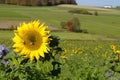 sun-drenched Bavarian countryside with scenic sunflower fields against blue sky on October day (Konradshofen, Germany) Royalty Free Stock Photo