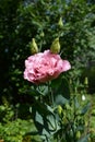 Sun-drenched Eustoma grandiflorum is a delicate pink, rose-like, against a background of green branches in a summer garden