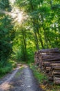 A sun-drenched forest through which a small path leads.