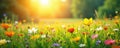 Sun drenched meadow, diverse flowers attract pollinators, spring, biodiversity, day Royalty Free Stock Photo