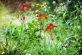 Sun-drenched meadow with various flowers