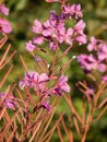 Sun drenched Fireweed blossoms