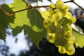 Sun drenched vine grapes