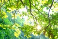 sun-drenched young green oak foliage, lush crown of a tree with leaves, spring season in the park, in the forest, the concept of Royalty Free Stock Photo