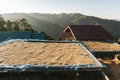 Sun dried Arabica coffee beans on wooden board with blue net with villager house roof and mountain in background. Royalty Free Stock Photo