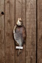 Sun-dried bream with paper label on tail on wooden background Royalty Free Stock Photo