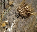 Sun-dried (Cirsium) thistle