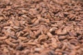 Sun-dried cocoa beans