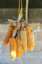 Sun Dried Corn with harsh sunlight that hang from the ceiling in the Akha village of Maejantai on the hill in Chiang Mai, Thailand Royalty Free Stock Photo