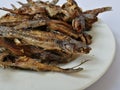 Sun dried fish and salty. small fish fried on white dish. top view and background. Royalty Free Stock Photo