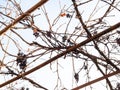 Sun-dried grapes in rural vineyard on winter