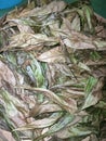 sun-dried green tea leaves Royalty Free Stock Photo