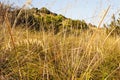 Sun-dried herbaceous plants, weeds.