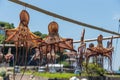 Sun dried octopus hanging on bamboo on Amakusa coast, Kumamoto, Japan Royalty Free Stock Photo