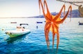 Sun dried octopus Royalty Free Stock Photo