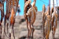 Seafood, Sun dried octopus Royalty Free Stock Photo