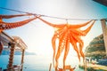 sun dried octopus Royalty Free Stock Photo
